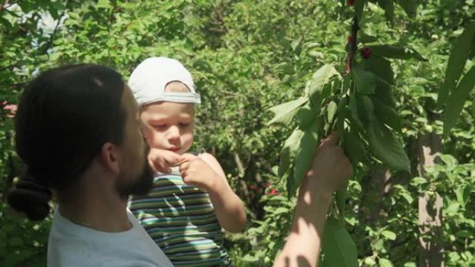 年轻的爸爸在乡村花园喂孩子夏天阳光明媚的日子。父亲和小儿子蹒跚学步的学龄前男孩从树枝上摘樱桃。收获，