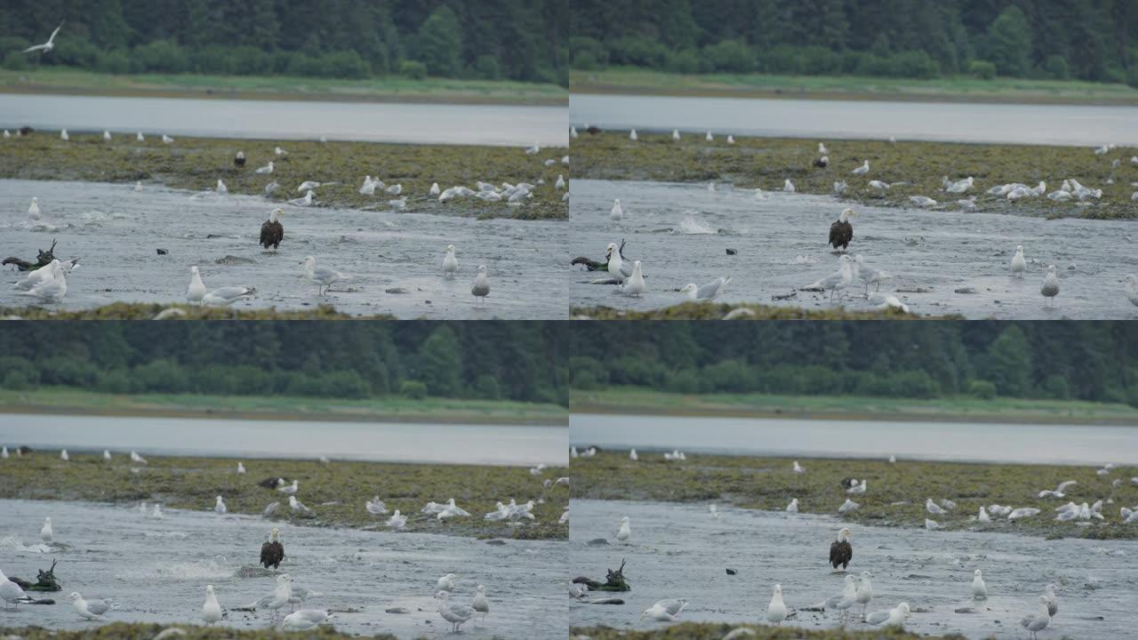 鹰和海鸥在河上盛宴。鲑鱼群游回产卵。