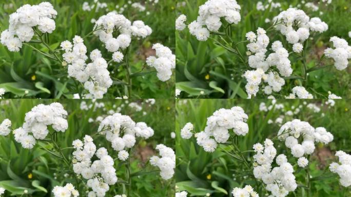 Achillea ptarmica或neezewort或sneezeweed ballerina许多