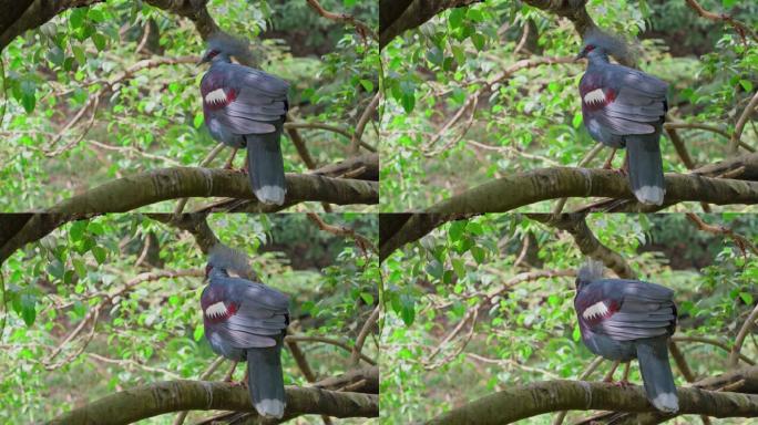 一只年轻的孔雀有一个美丽的徽章坐在树枝上