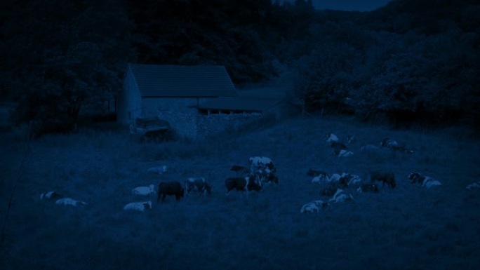 晚上在老谷仓附近的牛群