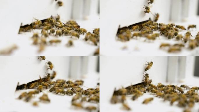 蜜蜂被饲养在草莓农场进行授粉。