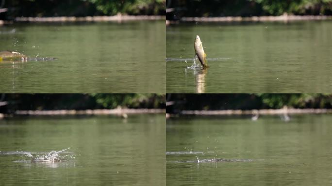 鱼从水中跳出来从空中抢走虫子