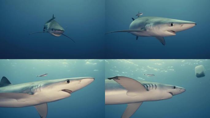 大型蓝鲨在水下相机附近游泳，并随着光线和反射而转动