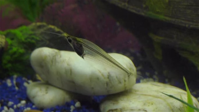 玻璃鲶鱼在鱼缸里游泳
