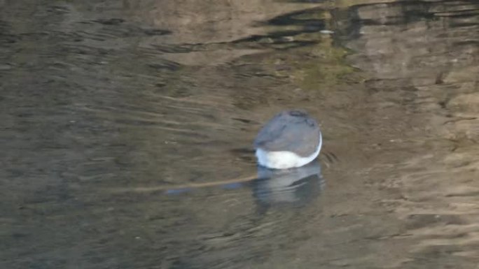 鹬或Actitis hypoleucos，繁殖涉禽，在埃斯特雷马杜拉的浅河床上觅食。