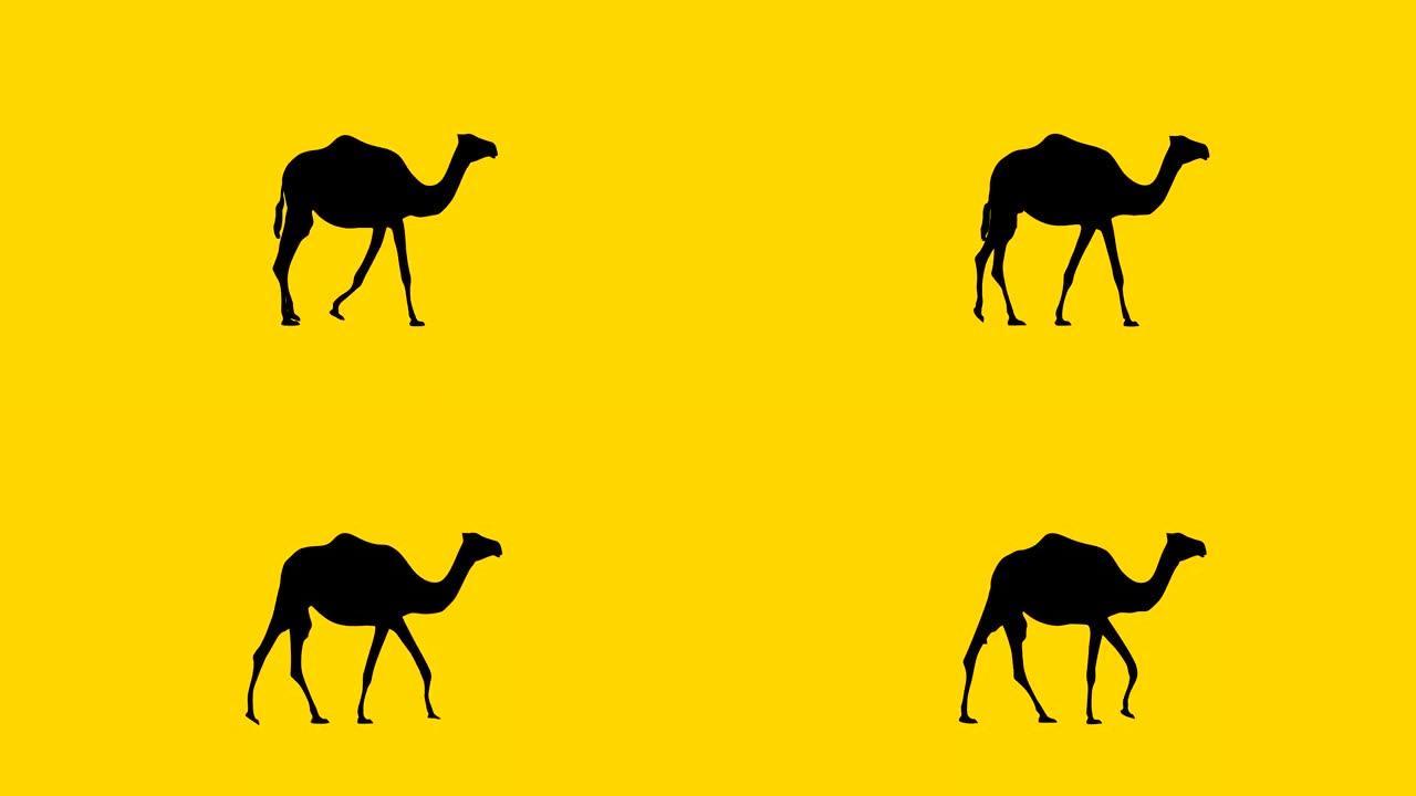 带骆驼的动画