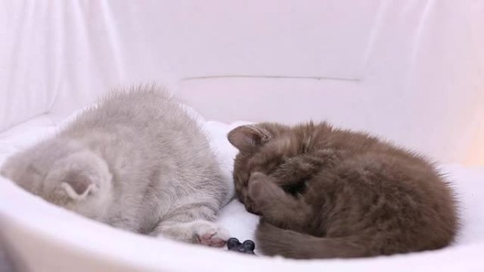 毛茸茸的小猫躺在宠物屋里，猫在宠物展览中玩耍