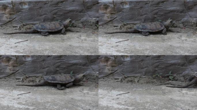 大头龟，大头龟，桔梗大头龟