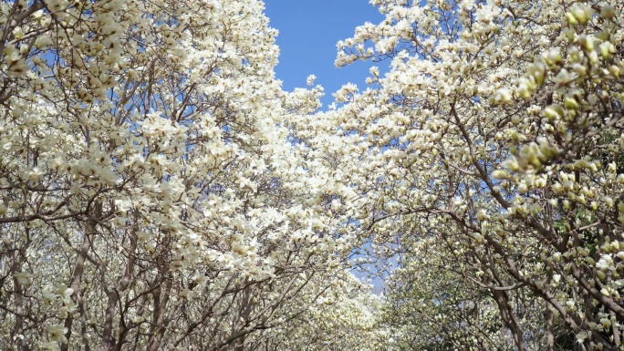 济南百花公园玉兰花 空镜合集