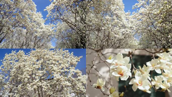 济南百花公园玉兰花 空镜合集