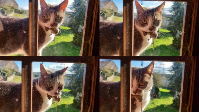 阳光明媚的一天，家里窗台上一只猫嘴里叼着一只老鼠。