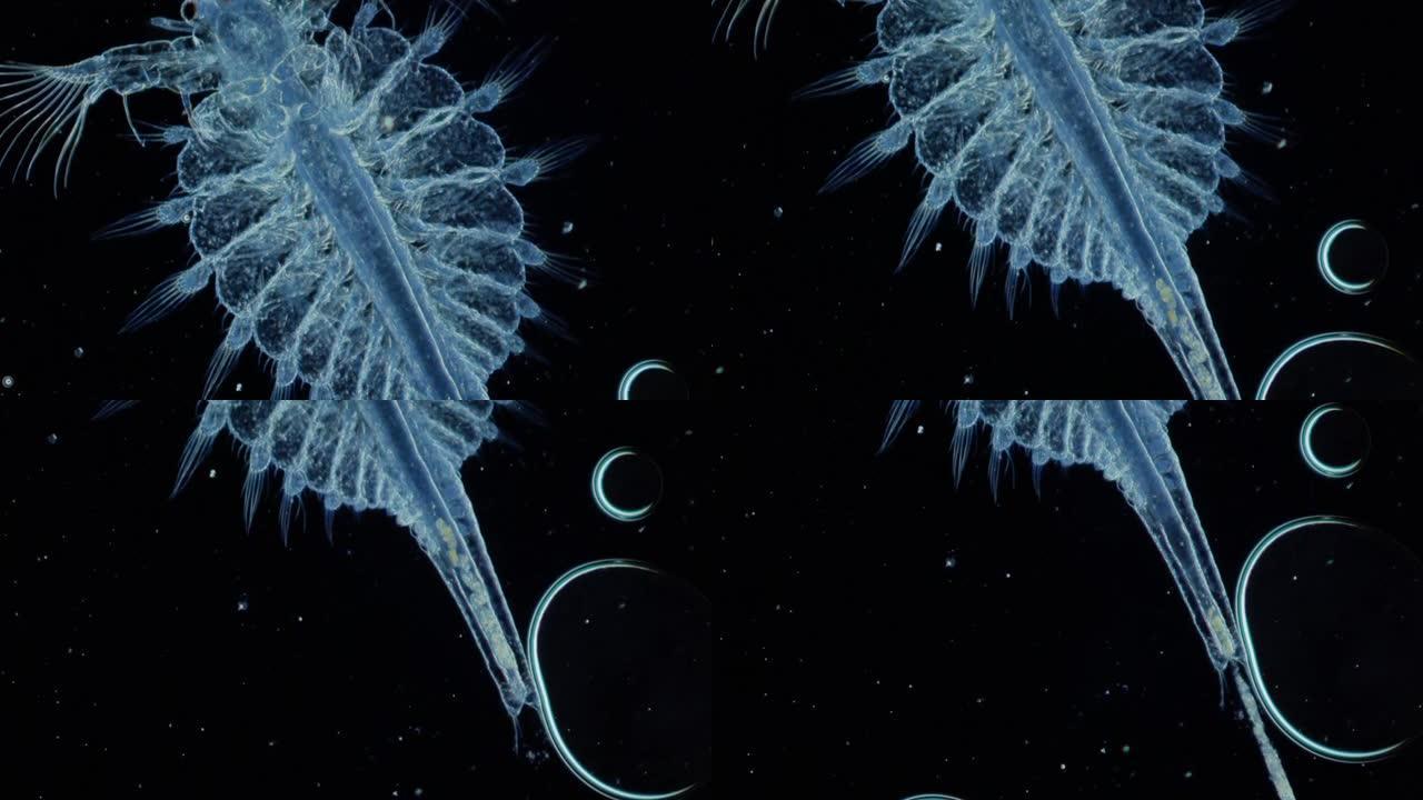 浮游动物。显微镜下神奇的世界。三眼有机体特写。海鲜。好像来自太空其他行星的外星生物