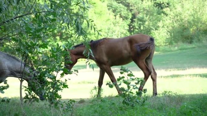 群美马在牧场吃草。