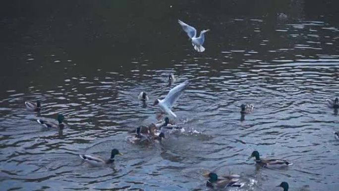 海鸥飞过湖中的一群鸭子，试图带走它们的食物。慢动作，慢动作