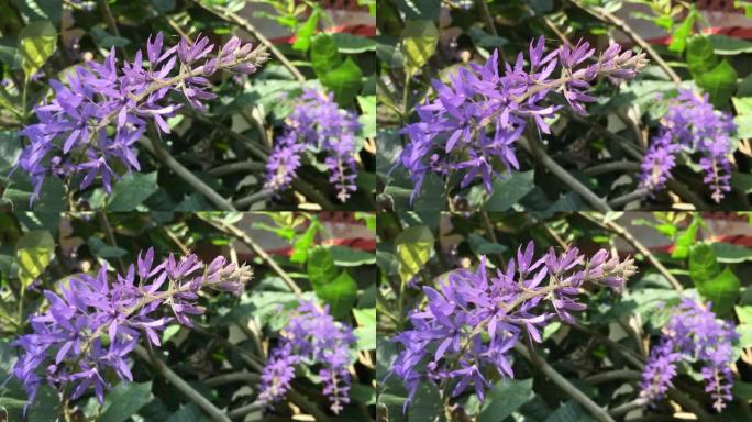 开紫色的砂纸藤蔓花，紫色的花环，海燕。