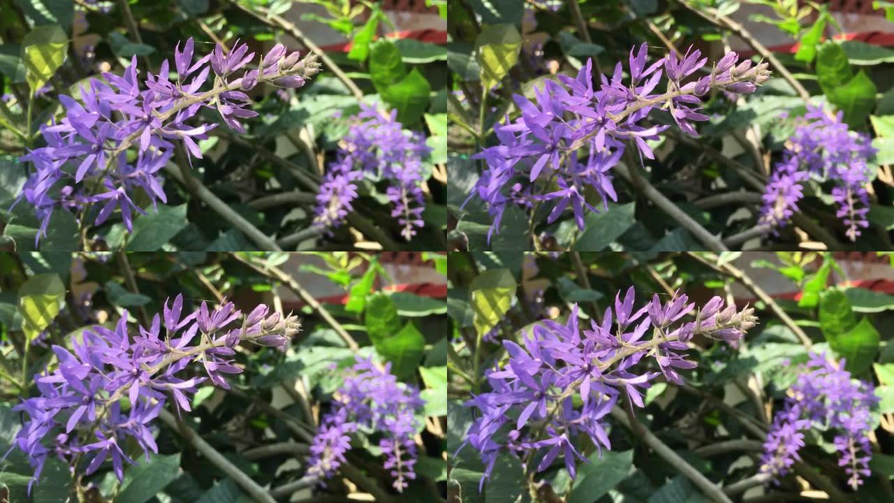 开紫色的砂纸藤蔓花，紫色的花环，海燕。