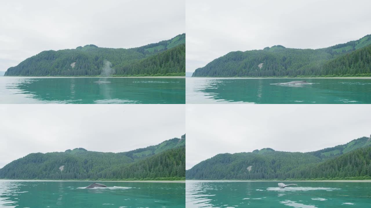 鲸鱼在海里自由游动，呼吸时放出水蒸气。