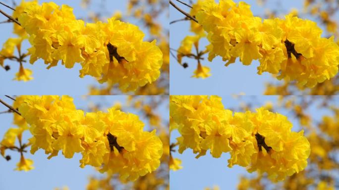 手花菊花开花手花菊花开花