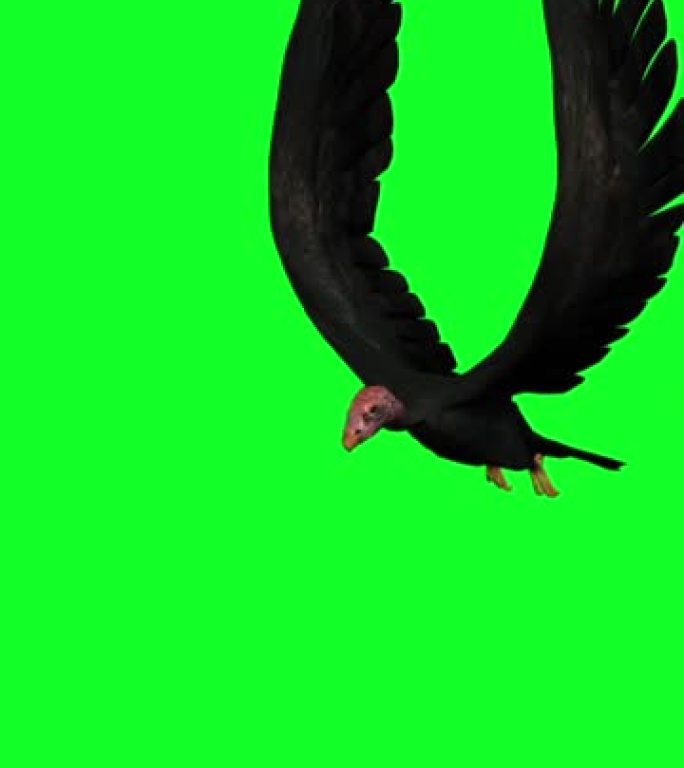 3d垂直视频动画-绿屏飞行中的秃鹰