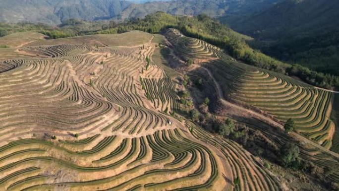 无人机视角下的山地梯田茶园