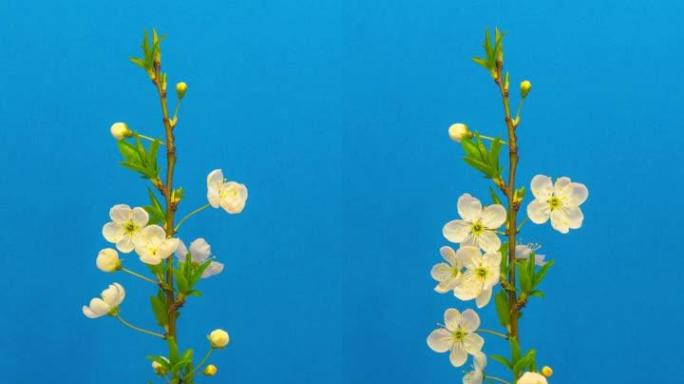 梅树花开的垂直4k延时开花，并在蓝色背景上生长。美国野生李树盛开小白梅。9:16比例的垂直时间流逝手