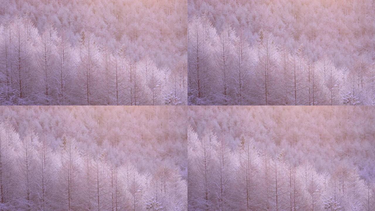 在一个寒冷的早晨，早晨的阳光照射在雾蒙蒙的冰树上。