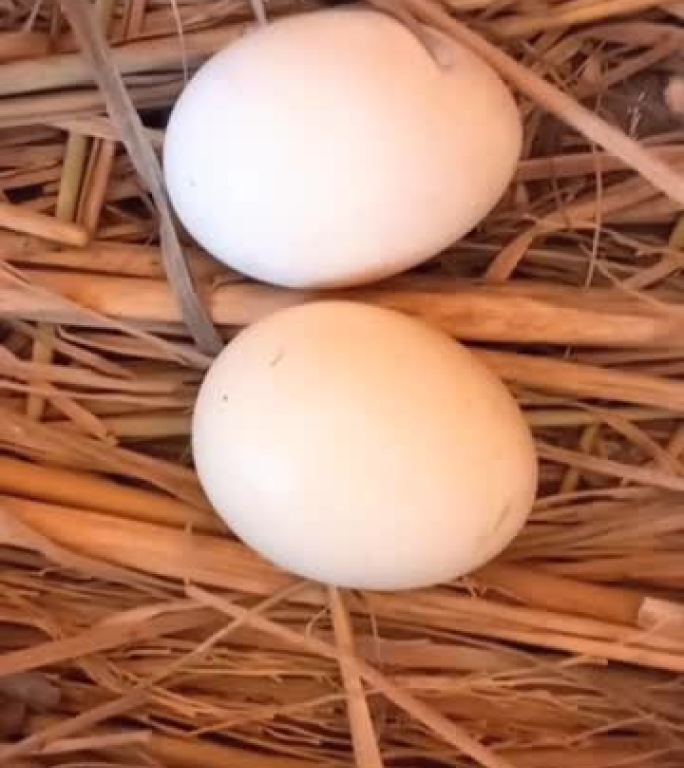 稻草窝里的三个白色鸡蛋