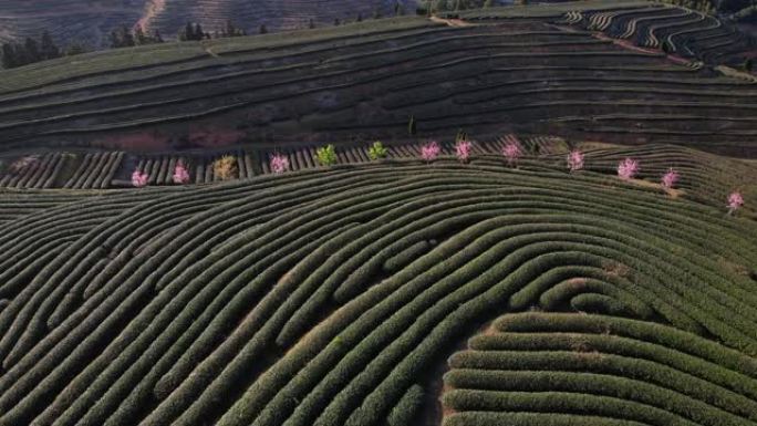 春天有樱花树的茶园