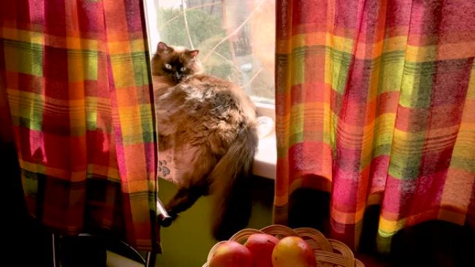 涅瓦假面舞会品种的纯种猫躺在窗台上。猫在休息。