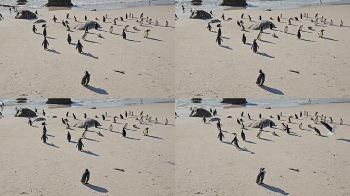 濒临灭绝的非洲企鹅在巨石海滩上