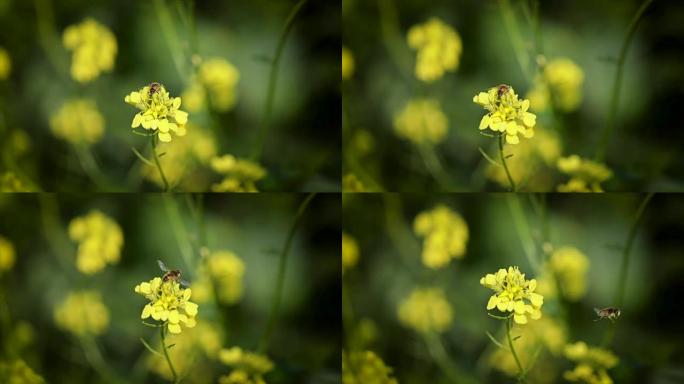 蜜蜂从芥菜菜子花慢动作中收集花蜜。