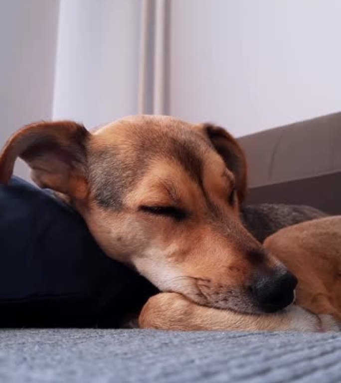 房间沙发上舒适环境中狗的宁静睡眠。垂直视频。