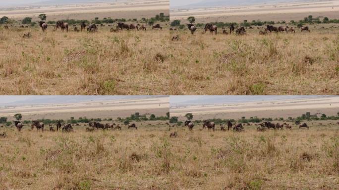 野猫serval在肯尼亚牛羚群的背景下平静地行走。