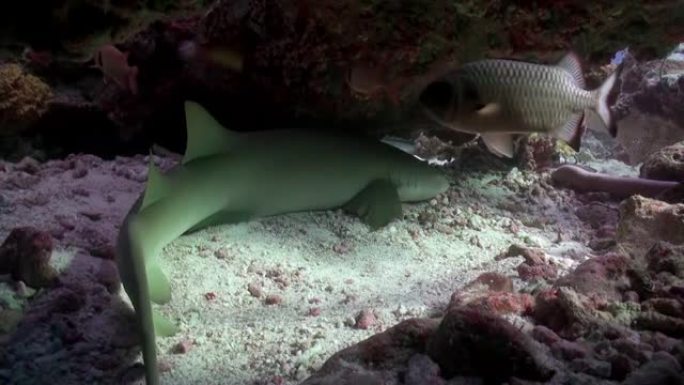 在马尔代夫，水下有胡子的护士鲨。