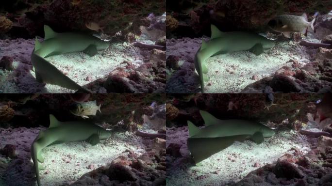 在马尔代夫，水下有胡子的护士鲨。
