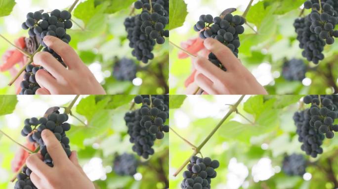 葡萄园里收获了丰收的蓝色葡萄。一只手用花园修剪器切一束葡萄