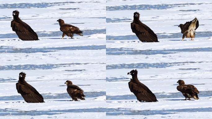 中国体重最大的飞禽：秃鹫雪地观望行走起飞