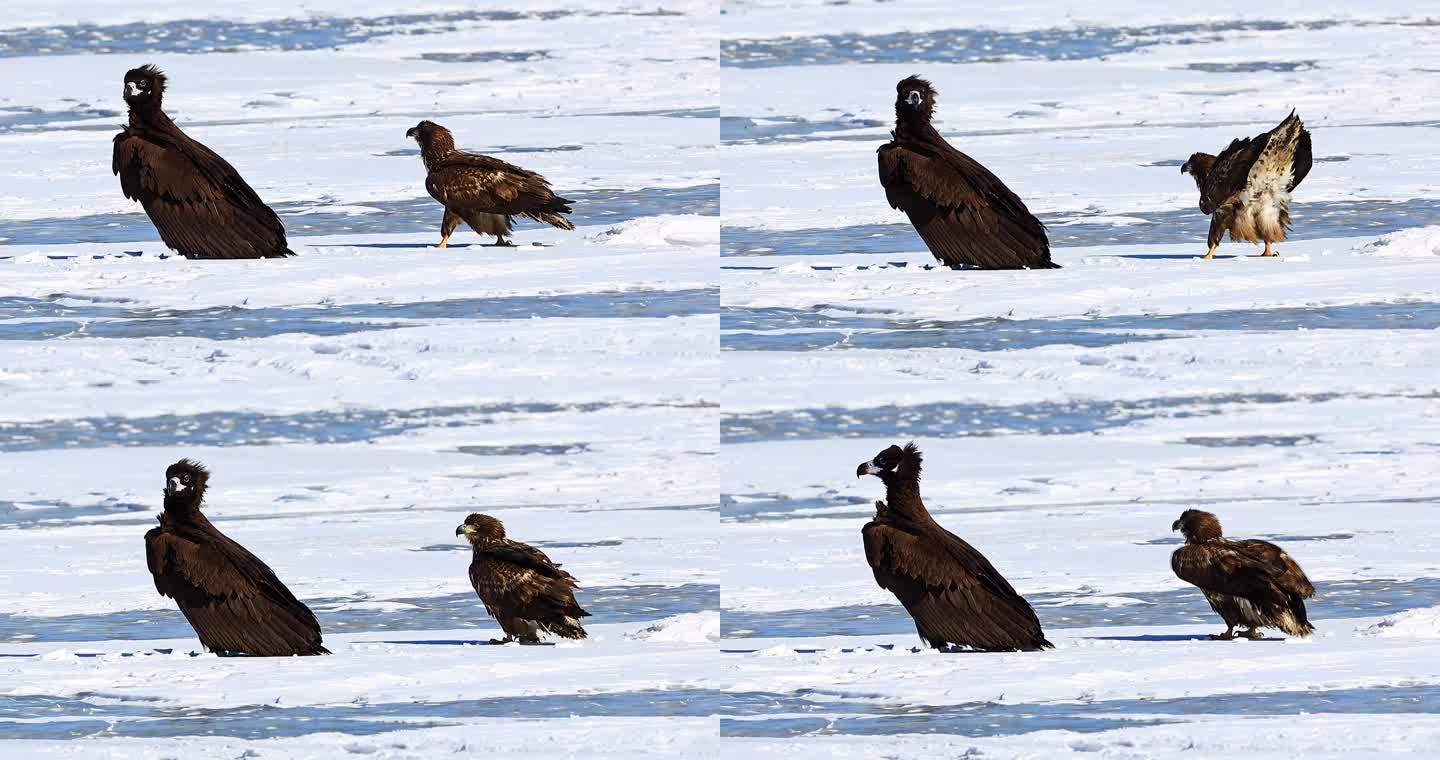 中国体重最大的飞禽：秃鹫雪地观望行走起飞