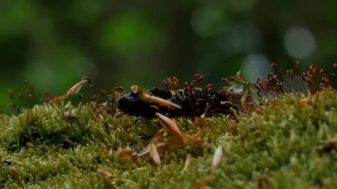 欧火蝾螈 (Salamandra salamandra) 爬过苔藓