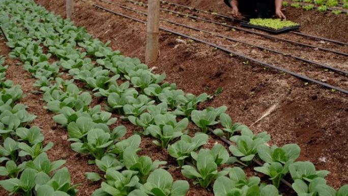 有机蔬菜农场，人种苗，花园土壤，植物蔬菜浸水系统。