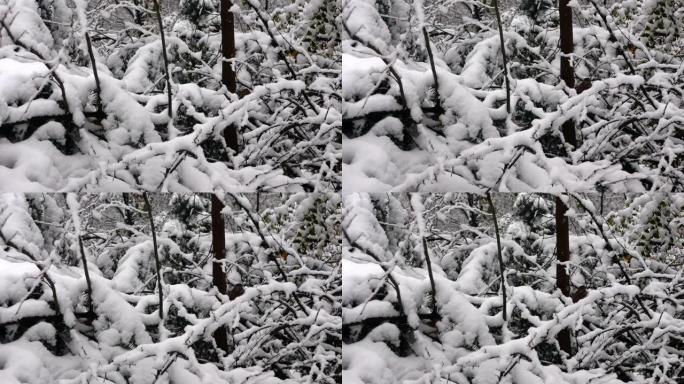 树枝在雪的重压下断裂。