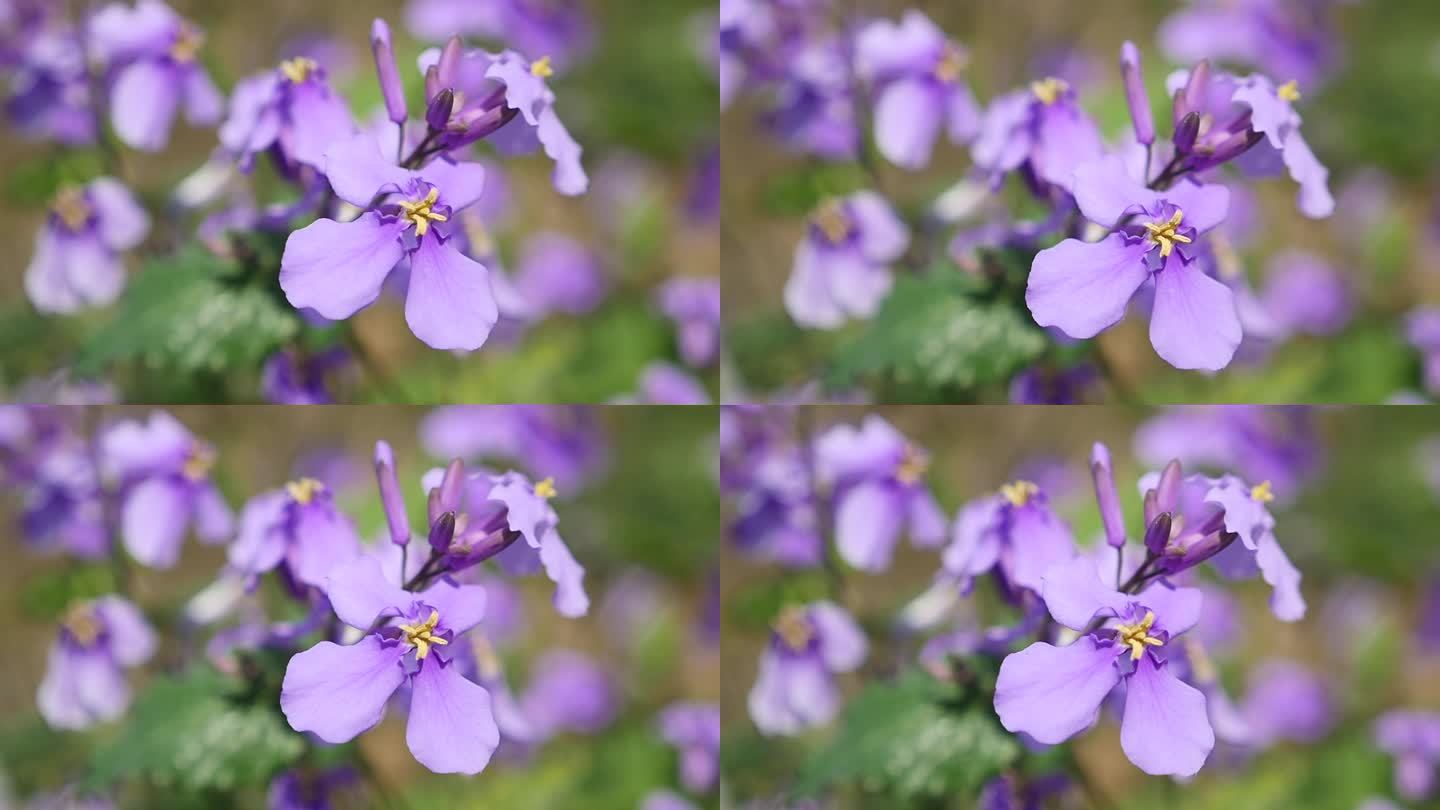 油菜花田前红花开放特写升格慢镜头