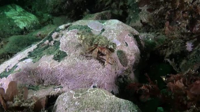 寄居蟹是属于十足目的独特海洋生物。