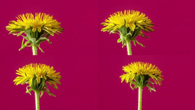 4k缩小黄色蒲公英花朵盛开的延时，并在红色背景上生长。蒲公英盛开的花。
