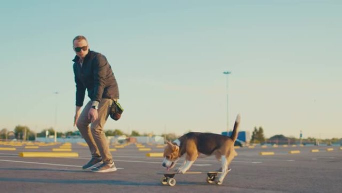 Beagle dog火车与所有者一起骑滑板。慢动作