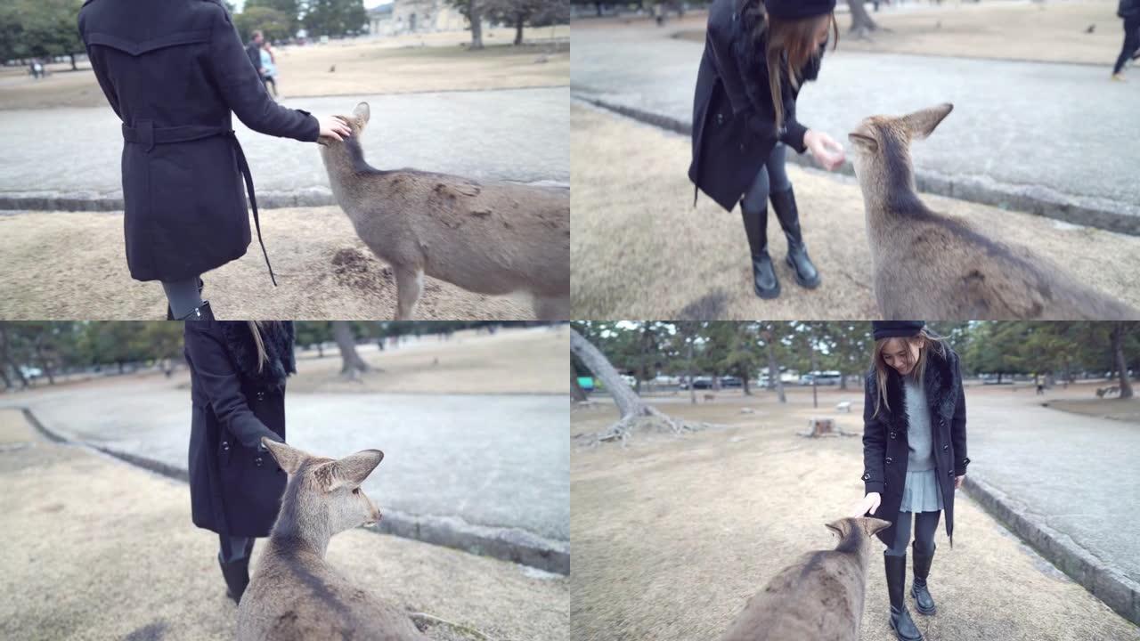 冬季在日本奈良公园与deers一起玩的游客女人