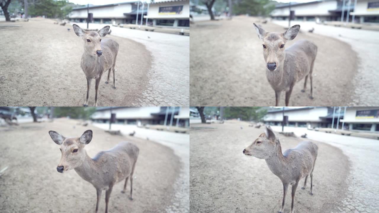 奈良公园可爱的鹿奈良公园可爱的鹿