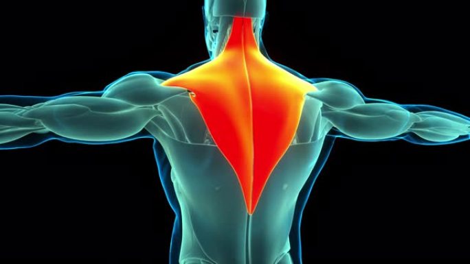 人体肌肉系统躯干肌肉斜方肌肌肉解剖动画概念
