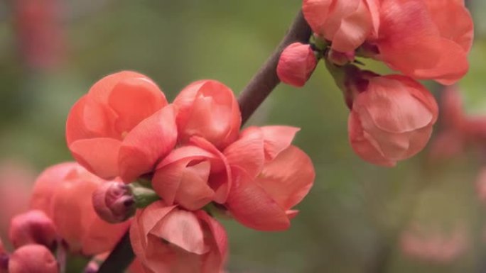 春天的中国木瓜开花。开花的橙色芽。